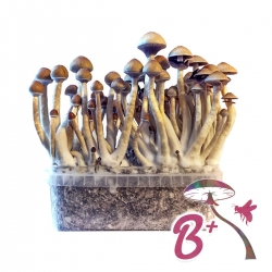 Premium B+ Magic Mushroom Grow Kit - Psilocybe Cubensis