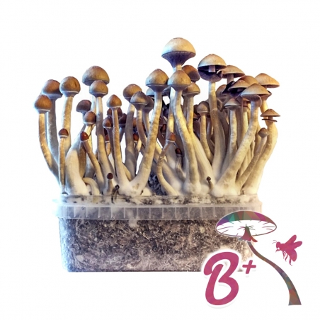 Premium B+ Magic Mushroom Grow Kit - Psilocybe Cubensis - Magic Mushroom Grow Kits - Next Level