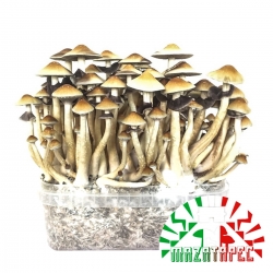 Cubensis Mazatapec · Magic Mushroom Grow kit