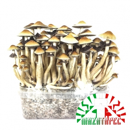 Premium Mazatapec Magic Mushroom Grow Kit - Psilocybe Cubensis - Magic Mushroom Grow Kits - Next Level