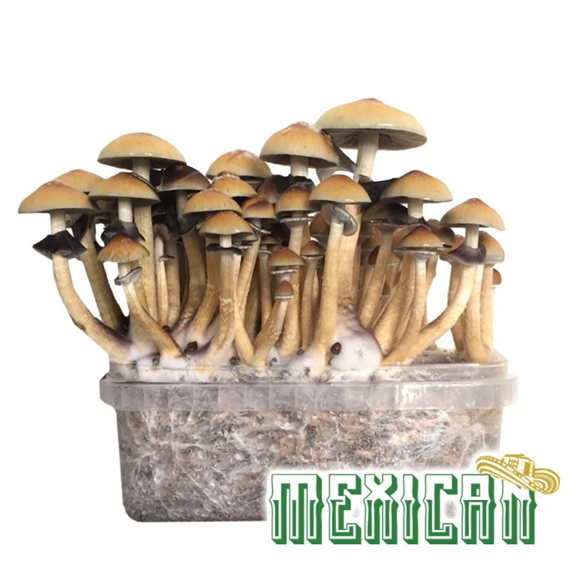 Mexican Paddo Grow Kit - compleet paddo kweekpakket - groeiresultaat voorbeeld