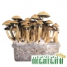 Paddo Growkits Cubensis Mexican · Magic Mushroom Grow kit | Next Level Smartshop Webshop