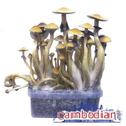 Cubensis Cambodian · Magic Mushroom Grow kit