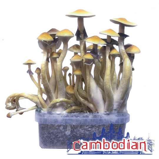 Magic Mushroom Growkits Cubensis Cambodian | Next Level Smartshop Webshop