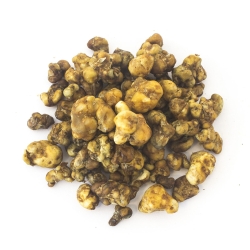 Psilocybe Mexicana - verse psilocybine truffels