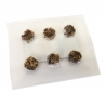 Magische Truffels Microdosing met Truffels  € 13,50 | Next Level Smartshop Webshop