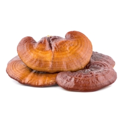 Reishi - Mushroom Liquid Extract