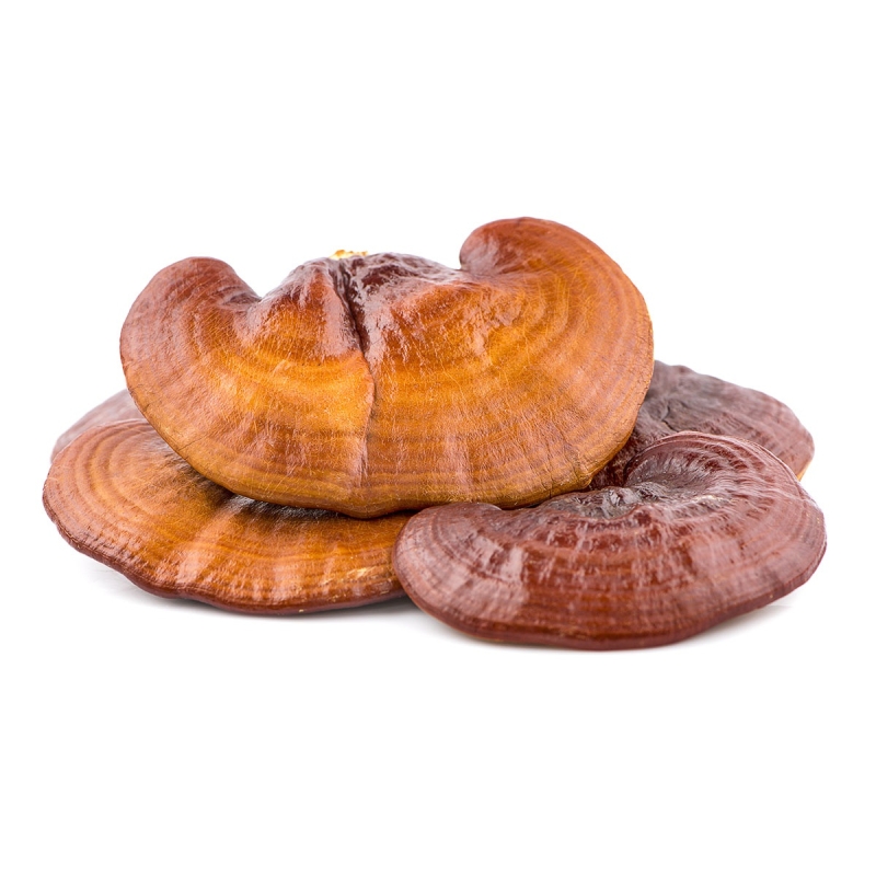 Reishi - Liquid Paddenstoel Extract (30ml) - vloeibaar medicinaal paddenstoelextract