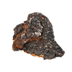 Chaga - Mushroom Liquid Extract - liquid medicinal mushroom extract