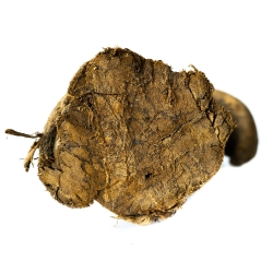 Ethnobotanicals Caapi Altar Piece € 79,50 Next Level Smartshop Webshop Ethnobotanicals Caapi Altar Piece € 79,50 Next Level Smartshop Webshop
