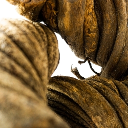 Caapi Altaarstuk - decoratief Ayahuasca vine stuk - bovenaanzicht Caapi Altaarstuk - decoratief Ayahuasca vine stuk - bovenaanzicht