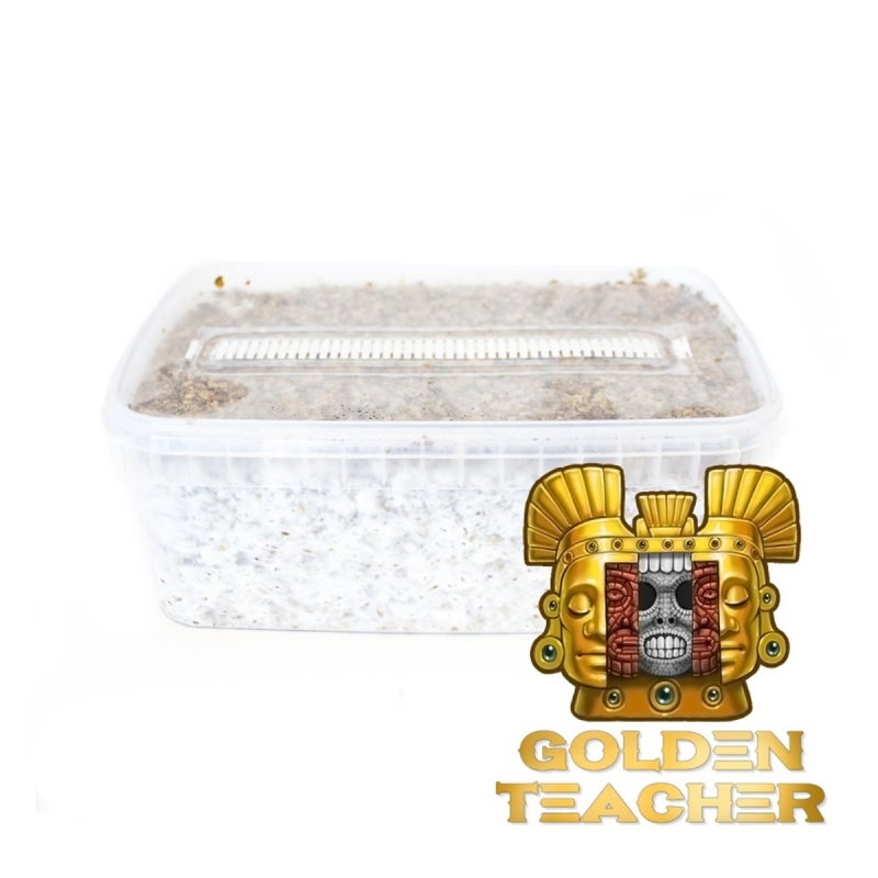 Golden Teacher Paddo Grow Kit - compleet paddo kweekpakket - kweekset inhoud