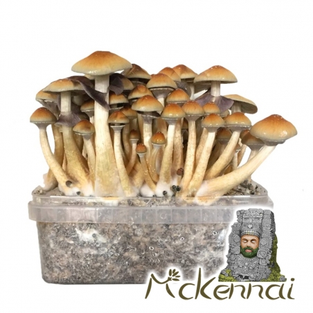 Premium McKennaii Magic Mushroom Grow Kit - Psilocybe Cubensis - Magic Mushroom Grow Kits - Next Level