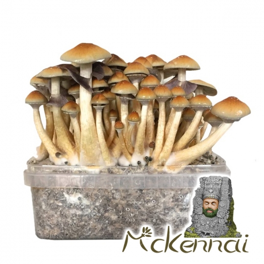 Premium McKennaii Magic Mushroom Grow Kit - Psilocybe Cubensis