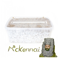 Premium McKennaii Magic Mushroom Grow Kit - Psilocybe Cubensis