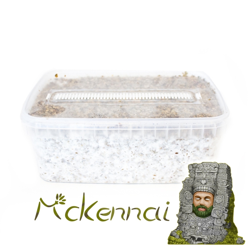 McKennaii Paddo Grow Kit - compleet paddo kweekpakket