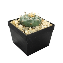 Lophophora williamsii - live ceremonial cactus