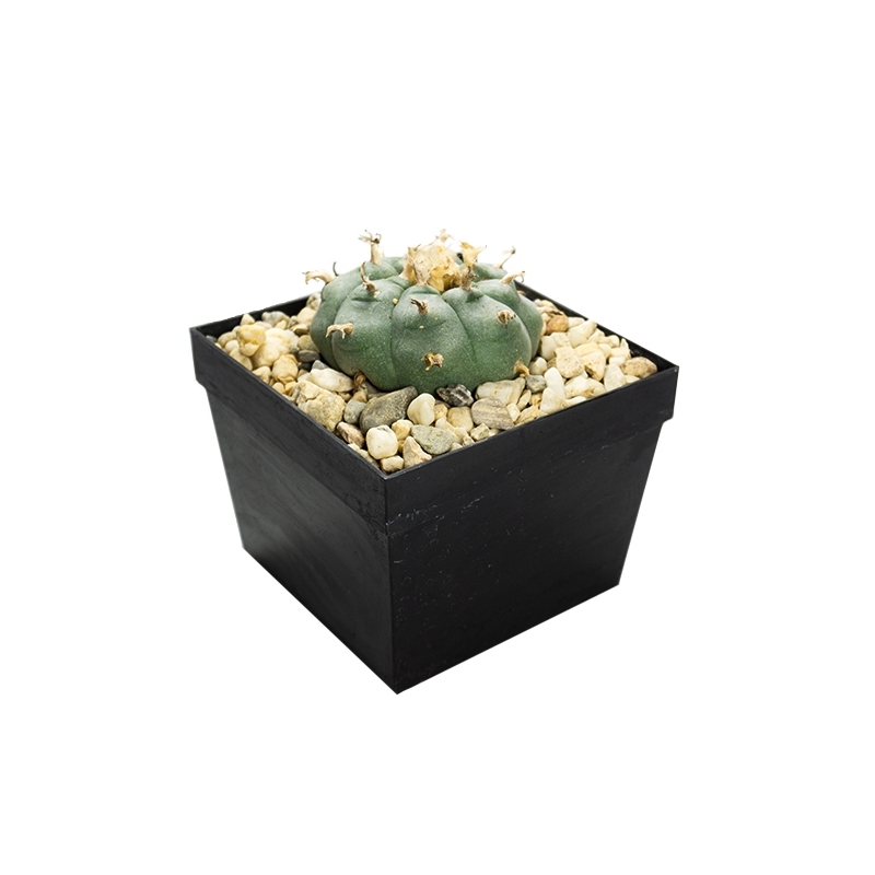 Lophophora williamsii - levende ceremoni&euml;le cactus