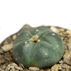 Lophophora williamsii - levende ceremoni&euml;le cactus - productoverzicht