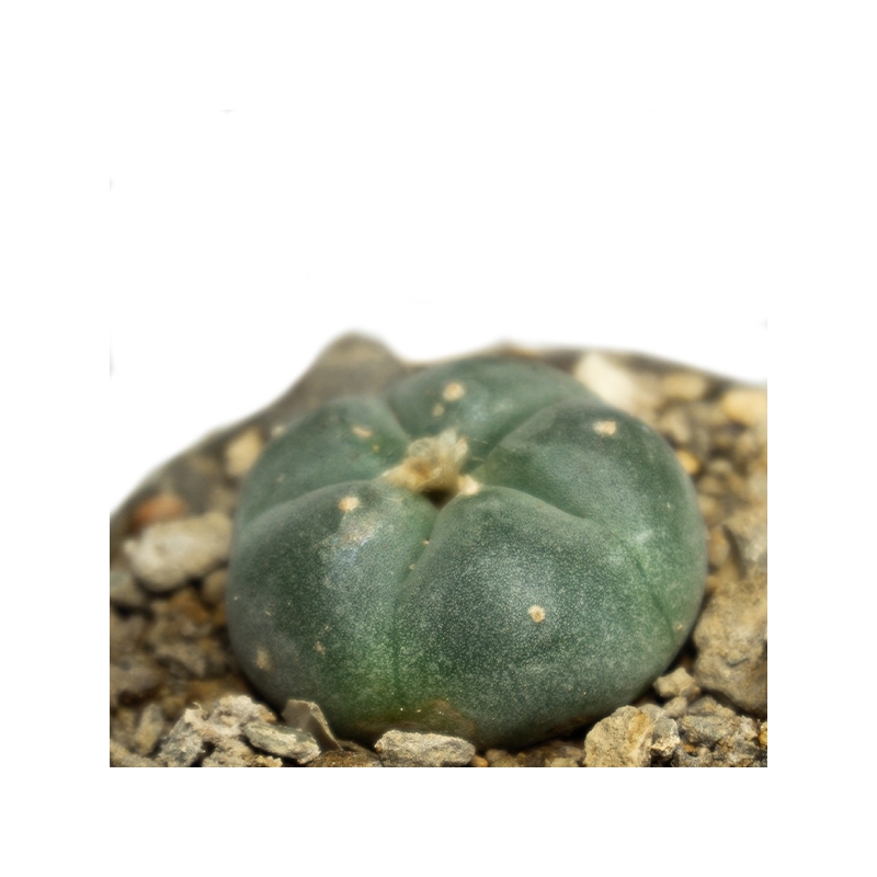 Lophophora williamsii - live ceremonial cactus - product overview