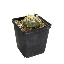 Lophophora williamsii - levende ceremoni&euml;le cactus - detailopname