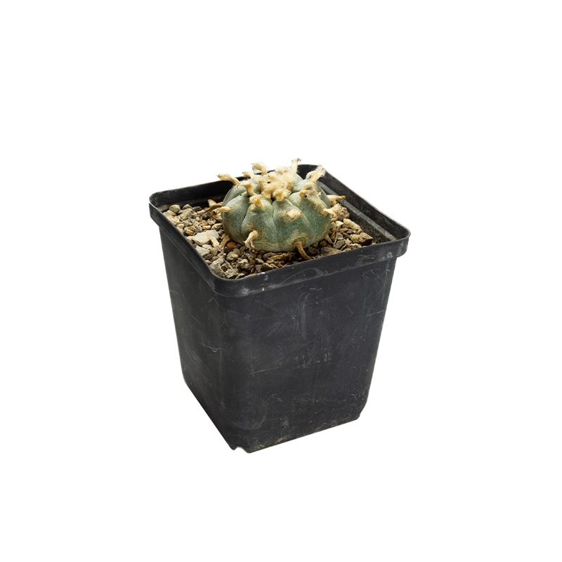 Lophophora williamsii - levende ceremoni&euml;le cactus - detailopname