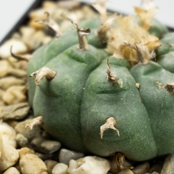 Lophophora williamsii - levende ceremoni&euml;le cactus - verpakking
