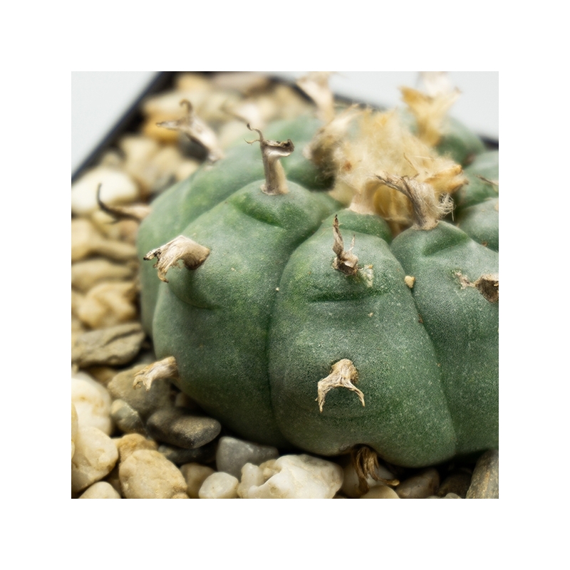 Lophophora williamsii - levende ceremoni&euml;le cactus - verpakking