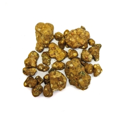 Psilocybe Shambhala - fresh psilocybin truffles