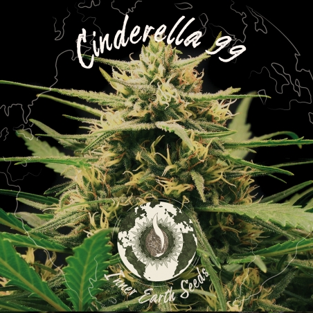 Cinderella 99 Feminized - Inner Earth Seeds - Next Level