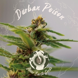 Durban Poison Auto Feminized