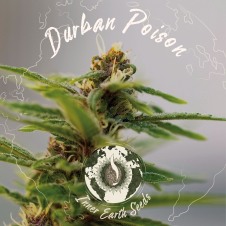 Durban Poison Auto Feminized - Inner Earth Seeds - Next Level