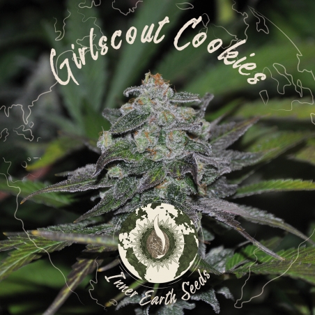 Girl Scout Cookies Feminized - Inner Earth Seeds - Next Level