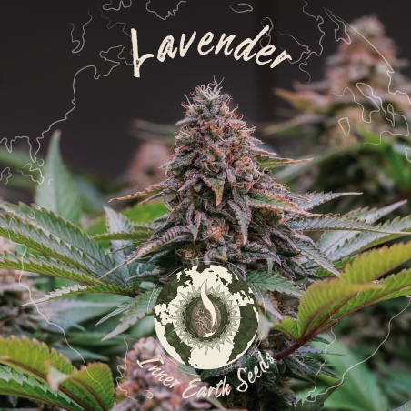 Lavender Feminized - Inner Earth Seeds - Next Level
