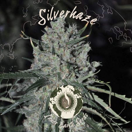 Silver Haze Feminized - Inner Earth Seeds - Next Level