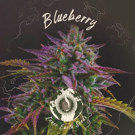 Blueberry Feminized - Inner Earth Seeds - Next Level