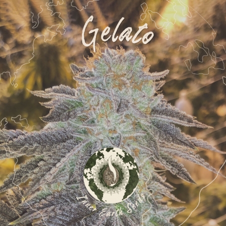 Gelato Feminized - Inner Earth Seeds - Next Level