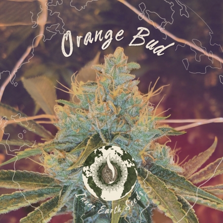 Orange Bud Auto Feminized - Inner Earth Seeds - Next Level