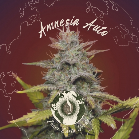 Amnesia Auto Feminized - Inner Earth Seeds - Next Level