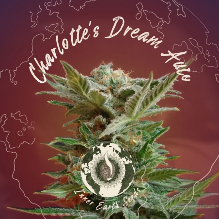 Charlotte's Dream Auto Feminized (Medical CBD Strain) - Inner Earth Seeds - Next Level