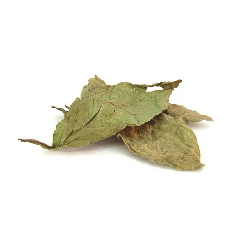 Order Psychotria Viridis - Chacruna today from SmartShop | Next Lev...