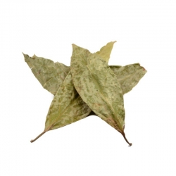 Soursop Leaves (Sirsak)