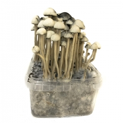 Premium Copelandia Hawaiian Magic Mushroom Grow Kit - Panaeolus Cyanescens
