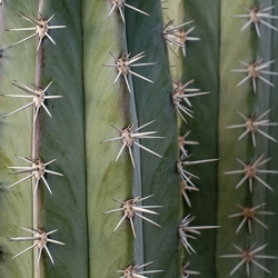 Cactus stekken