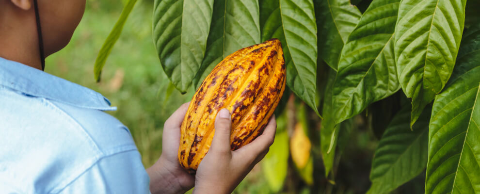 Raw cacao pod