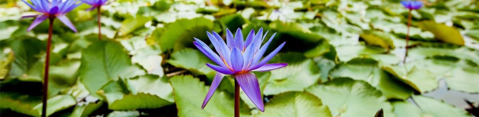 Blue Egyptian water lily