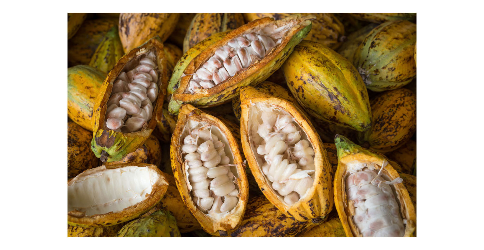how is raw cacao made