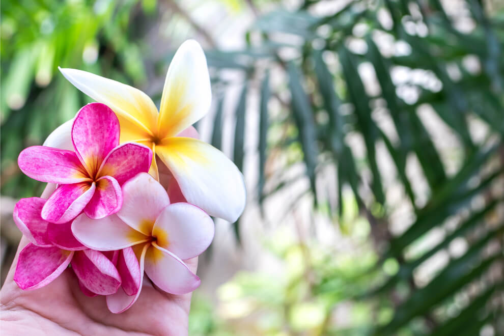 Bali Frangipani flower