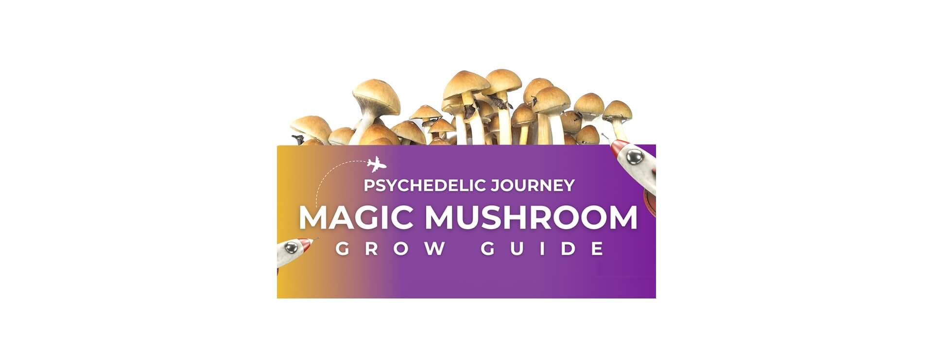 Magic Mushroom Grow Guide - Next Level Smart