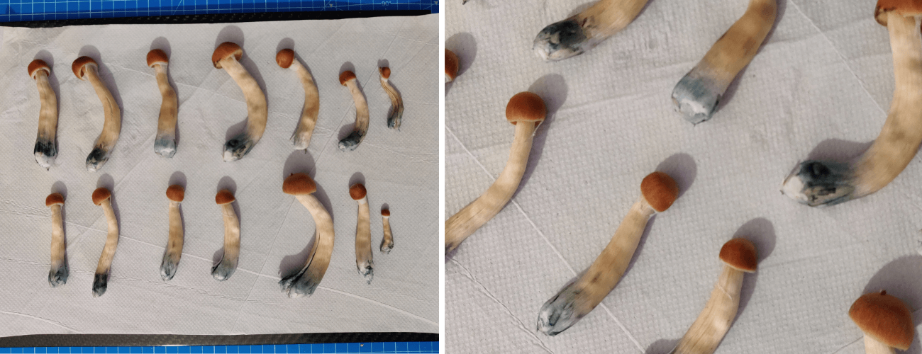 Blue psilocybin on magic mushrooms